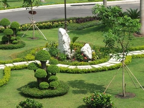 cay-cong-trinh