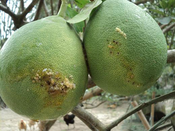 benh-tren-cay-buoi-5