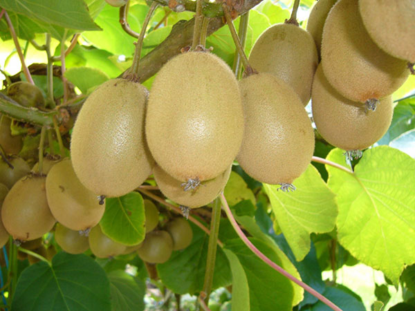 cay-kiwi-1a