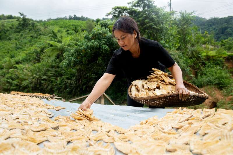 Bao nhiêu Kg măng tươi được 1 kg măng khô? 