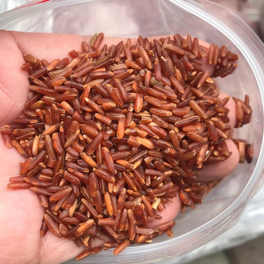 Gạo huyết rồng Điện Biên