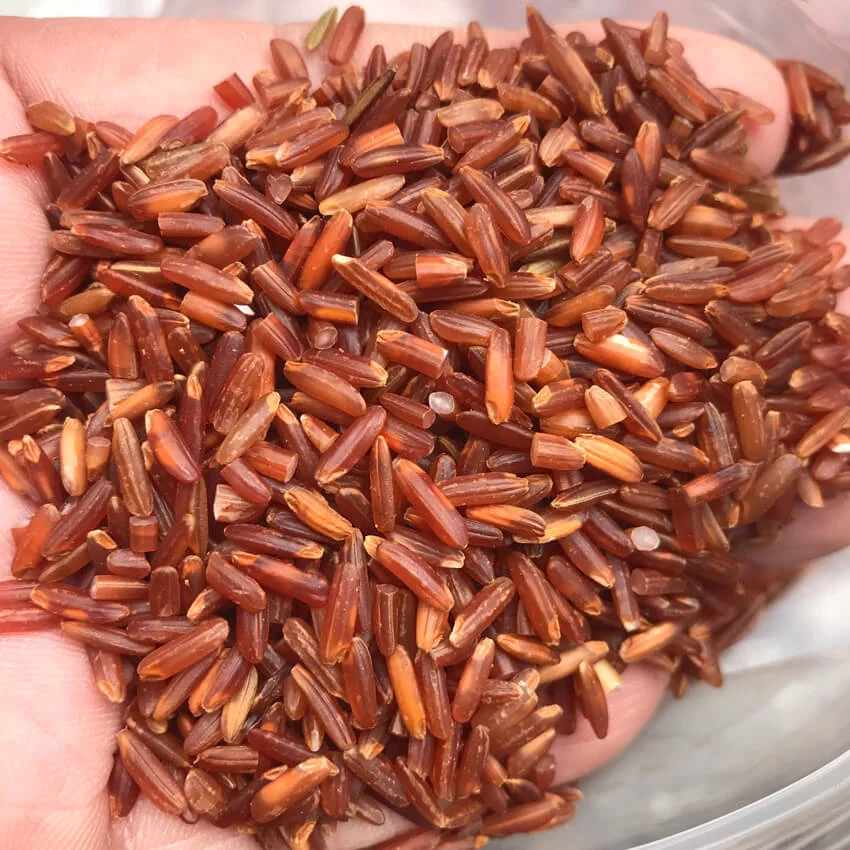 Gạo huyết rồng Điện Biên