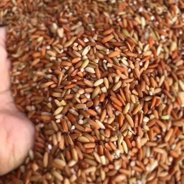 Gạo lứt đỏ dẻo huyết rồng