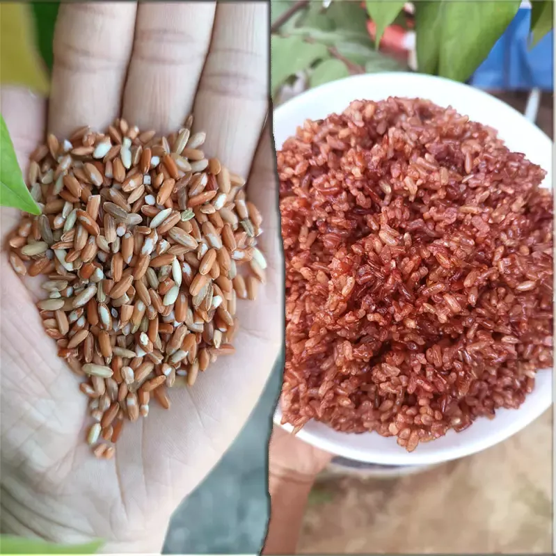 Gạo lứt đỏ dẻo huyết rồng