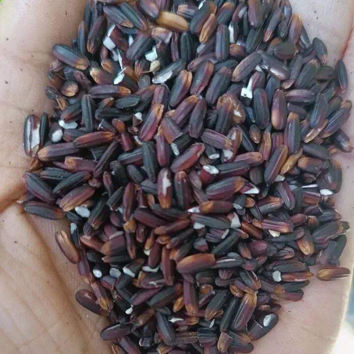 Gạo Nếp Cẩm Tây Bắc