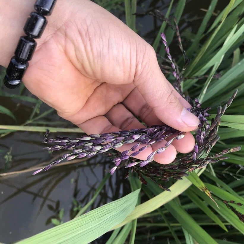 Gạo nương tím dẻo Lai Châu