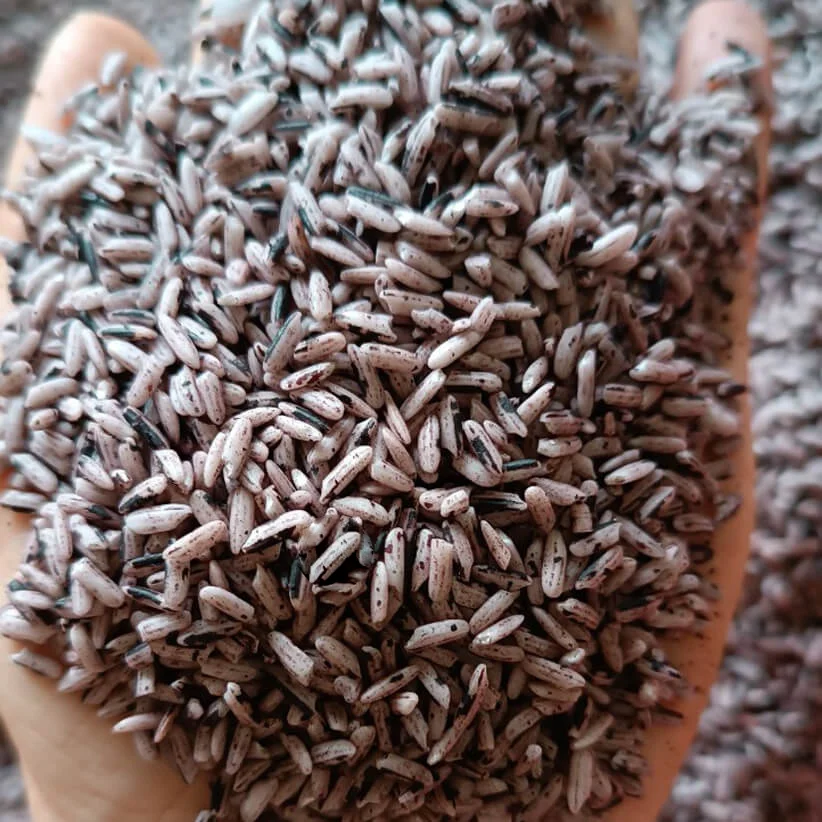 Gạo nương tím dẻo Lai Châu