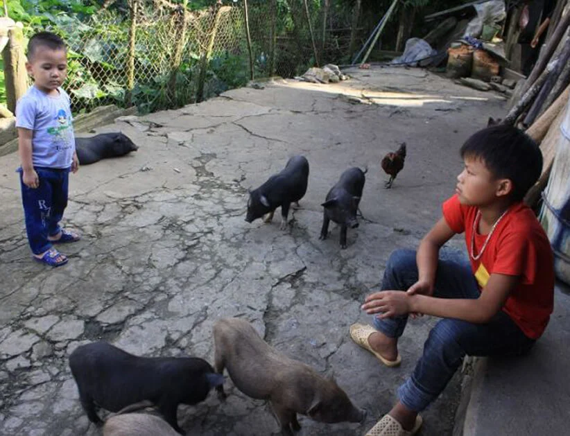 Lợn cắp nách đặc sản Tây Bắc