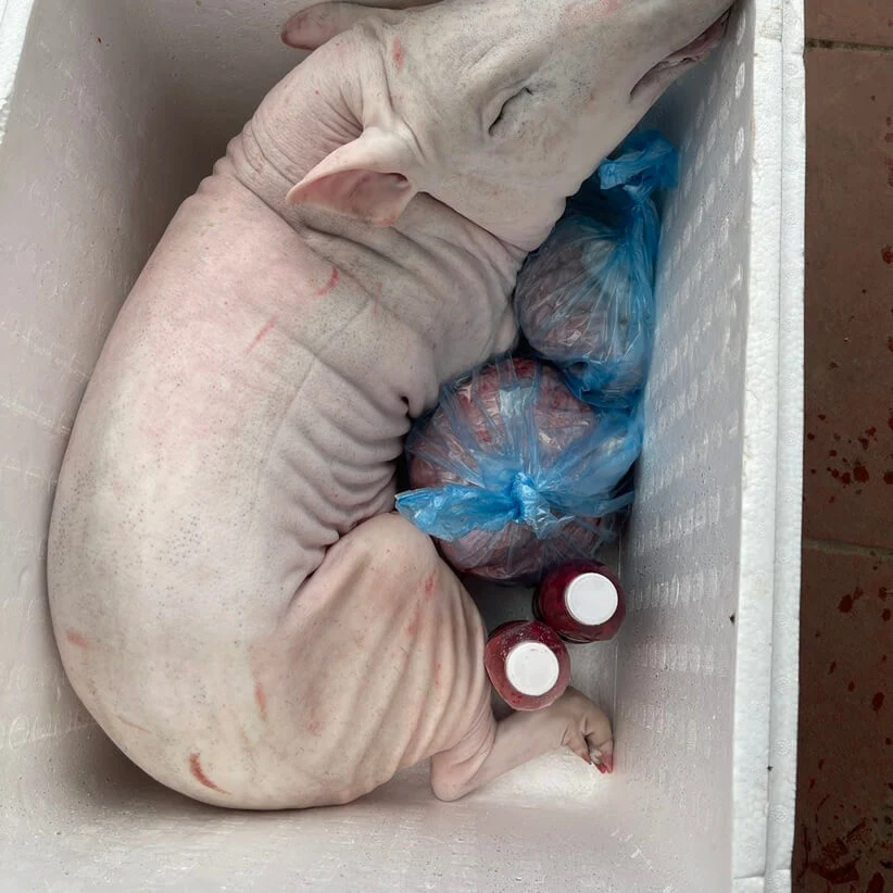 Lợn cắp nách đặc sản Tây Bắc