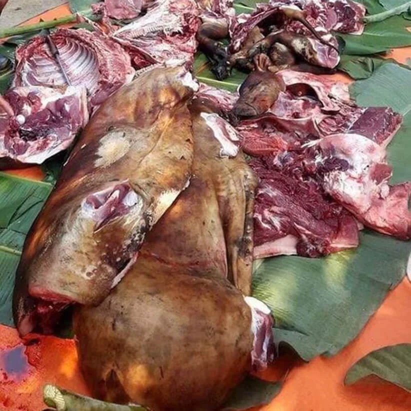 Lợn đen nuôi thả