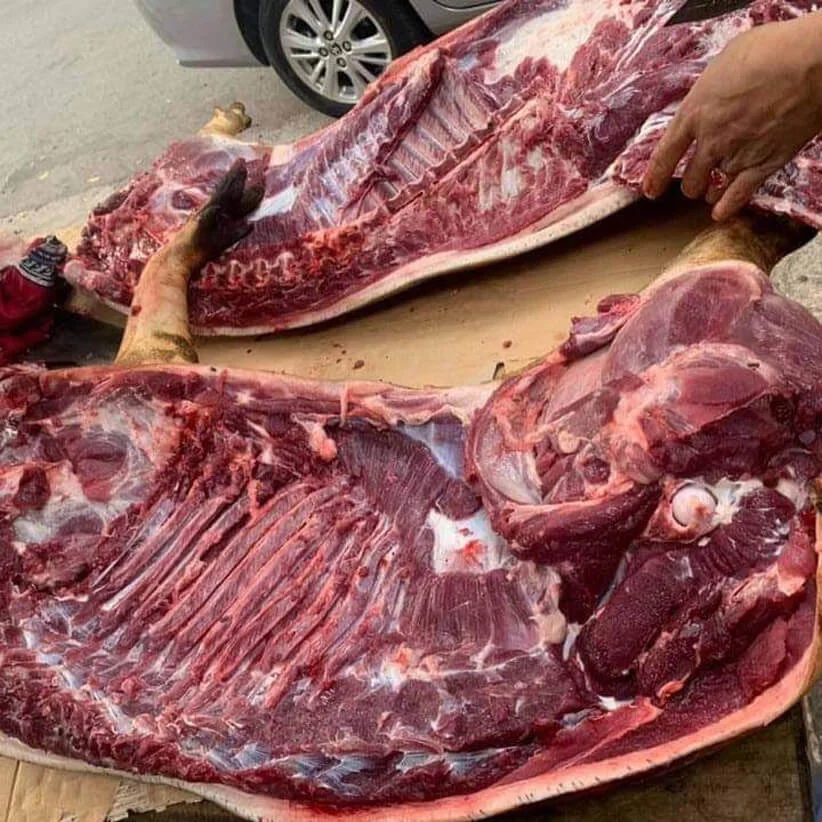 Lợn đen nuôi thả