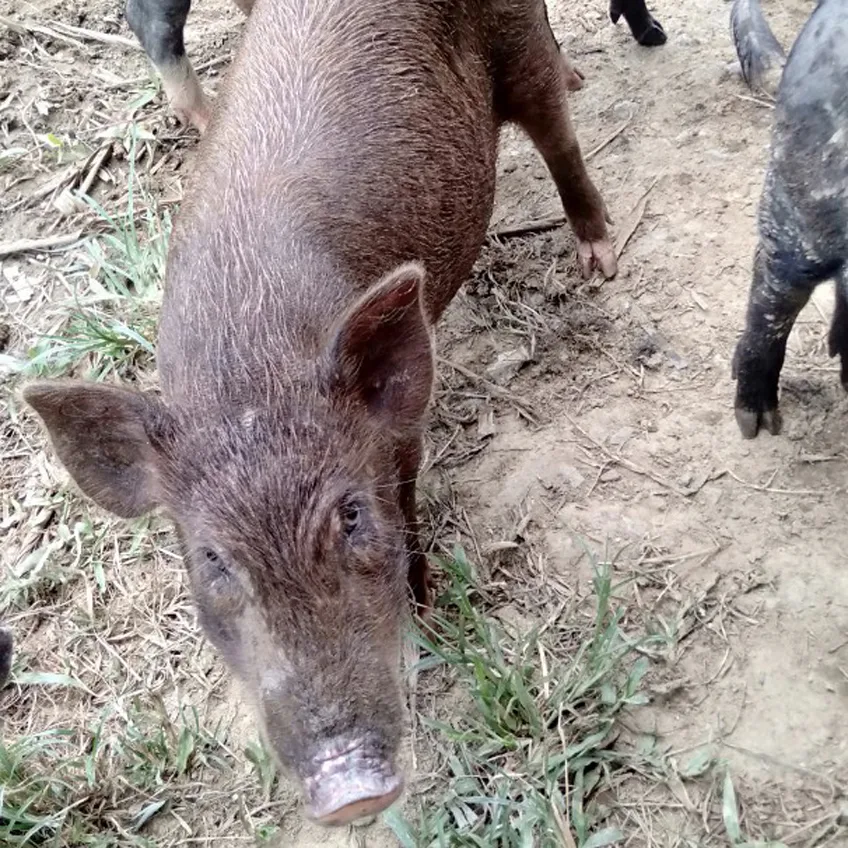 Lợn mán nuôi thả