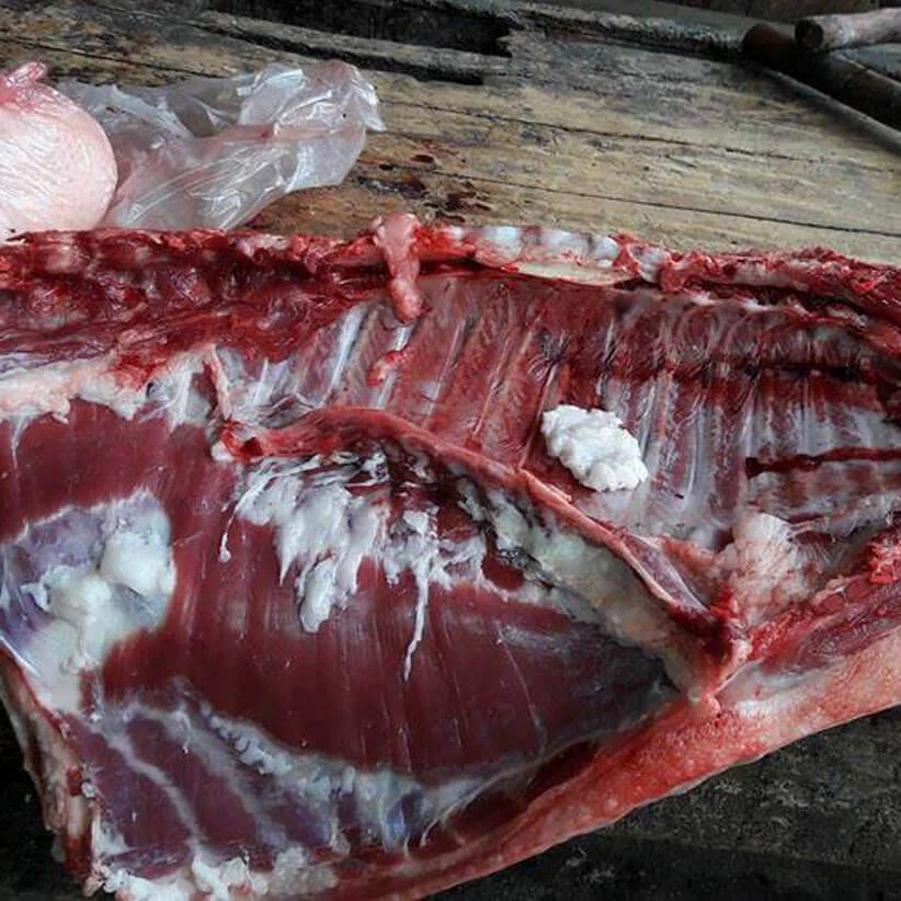 Lợn mán nuôi thả