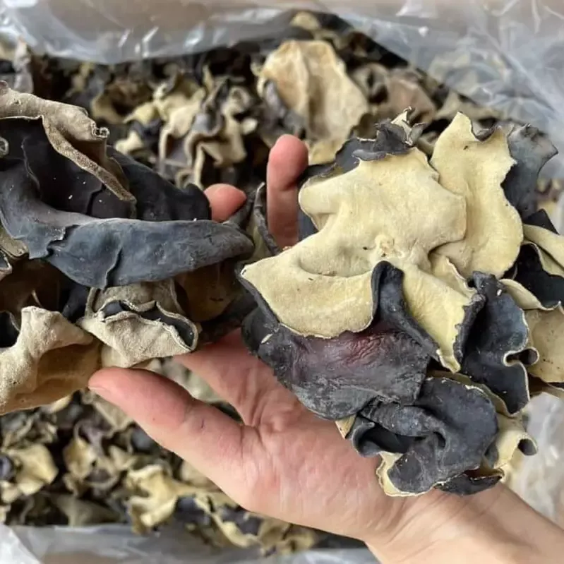 Mộc nhĩ rừng Tây Bắc