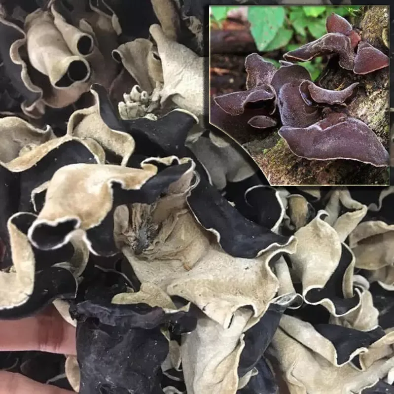 Mộc nhĩ rừng Tây Bắc