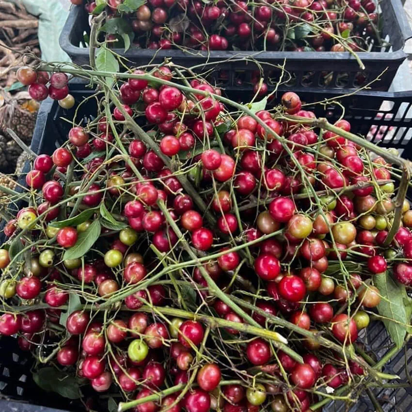 Nho Rừng ngâm rượu