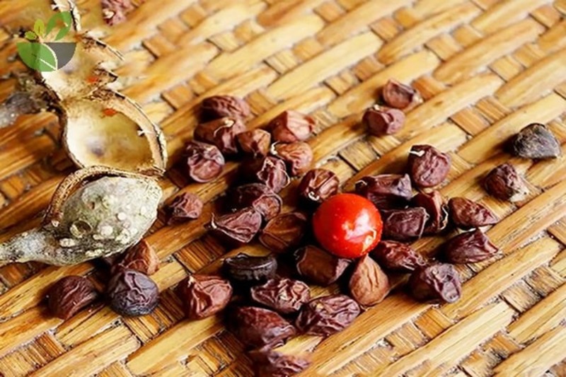 tác dụng chữa bệnh của hạt dổi