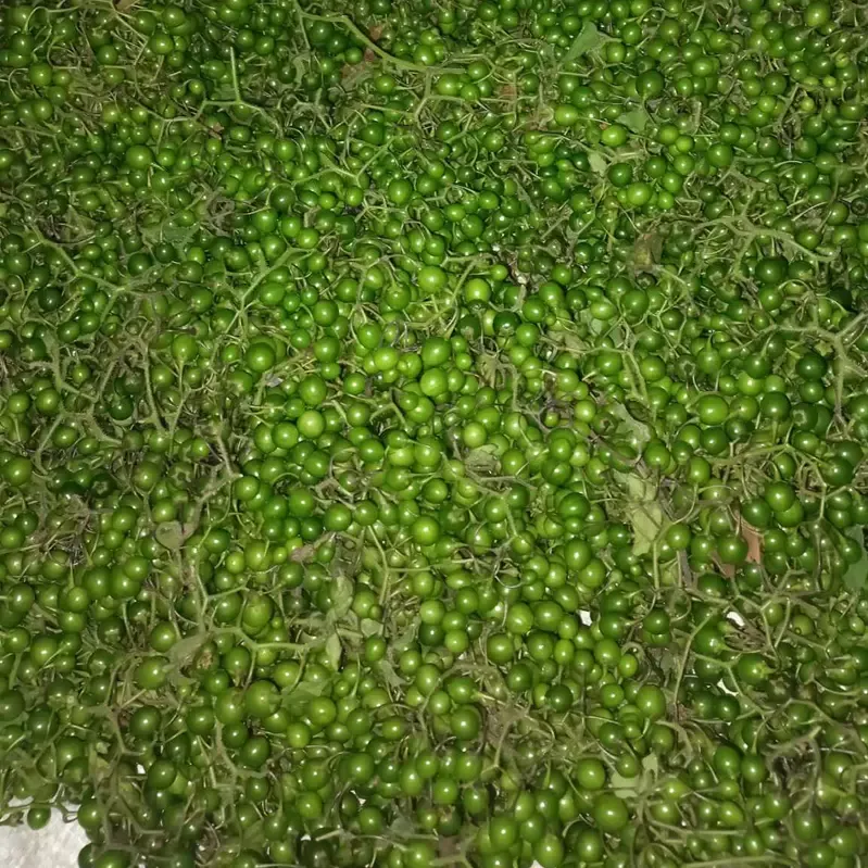 Quả đắng Phù Yên