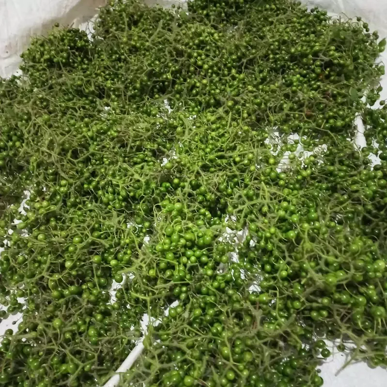 Quả đắng Phù Yên