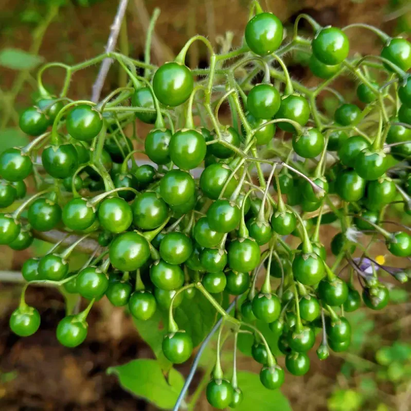 Quả đắng Phù Yên