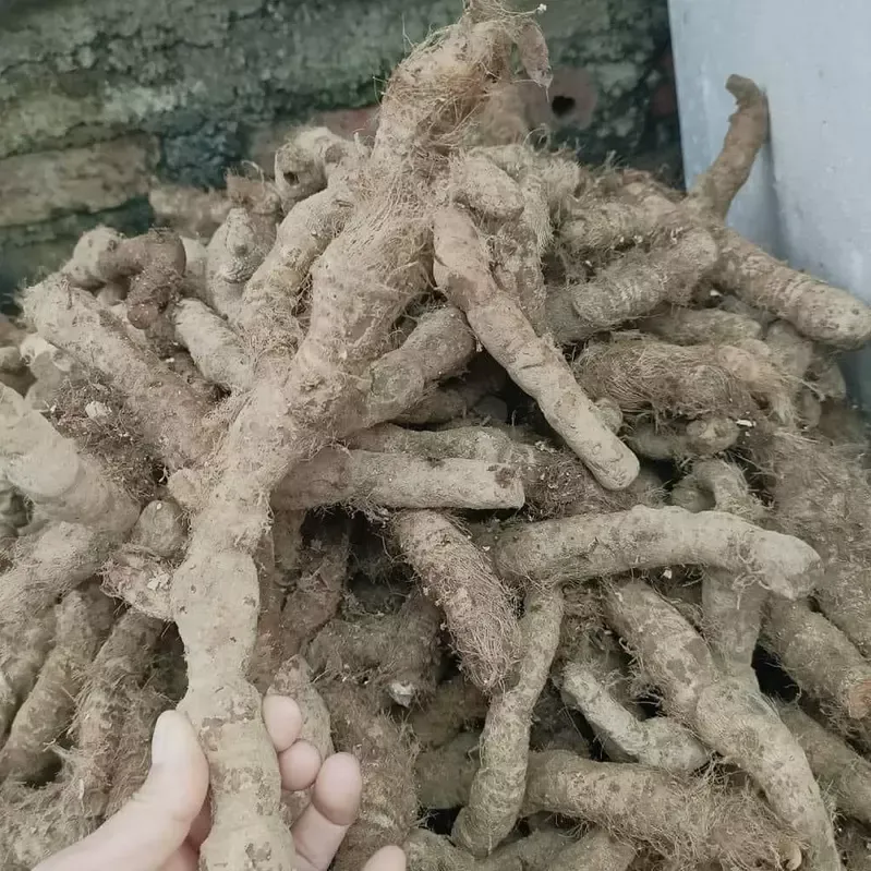 Rễ Cây Tứn Khửn Tươi