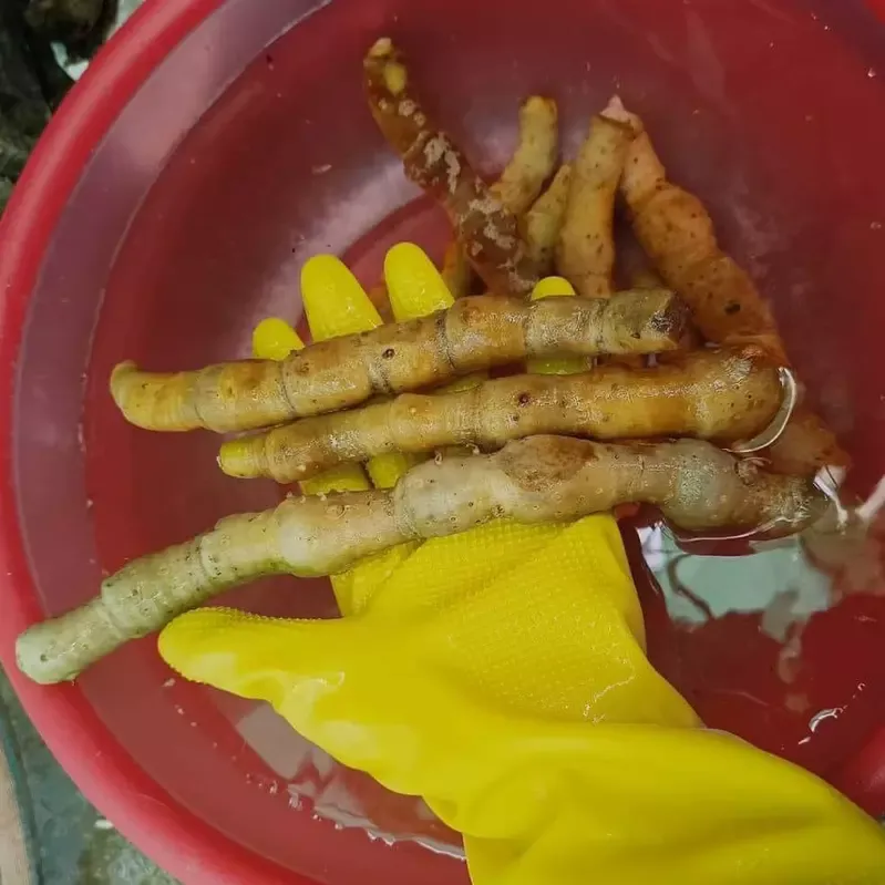 Rễ Cây Tứn Khửn Tươi