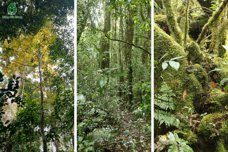 2 Trekking Bidoup Dang Gia Trang 2023