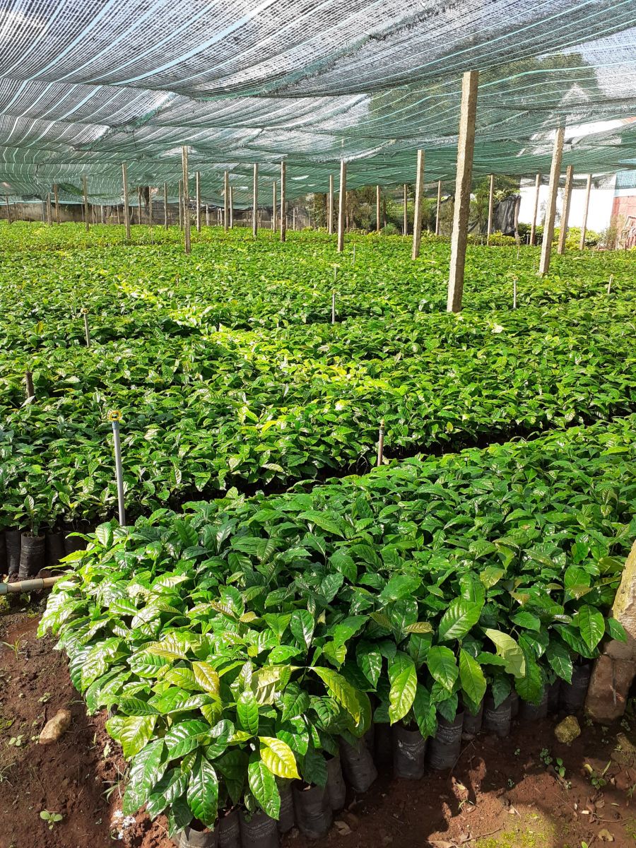 Dat Uom Giong Sfarm Sfarm.vn